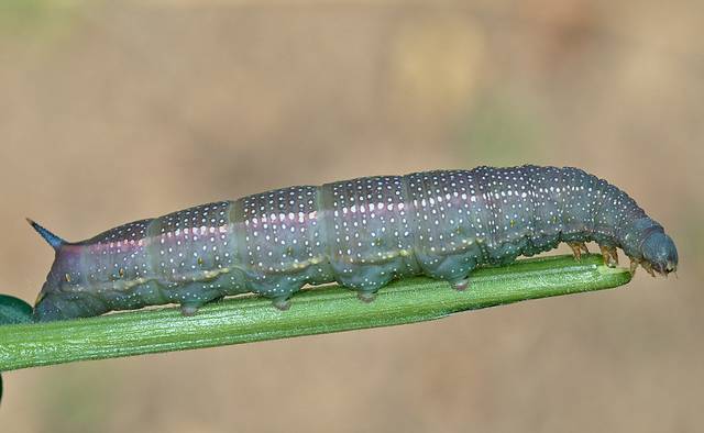Chenille de moro-sphinx 