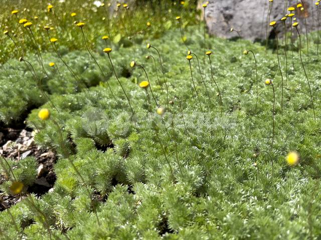 Cotula hispida en fleurs