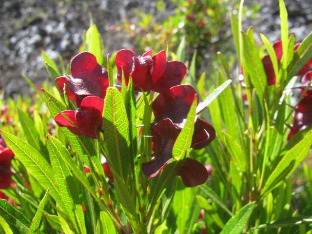 Dodonaea viscosa : feuillage et fructification