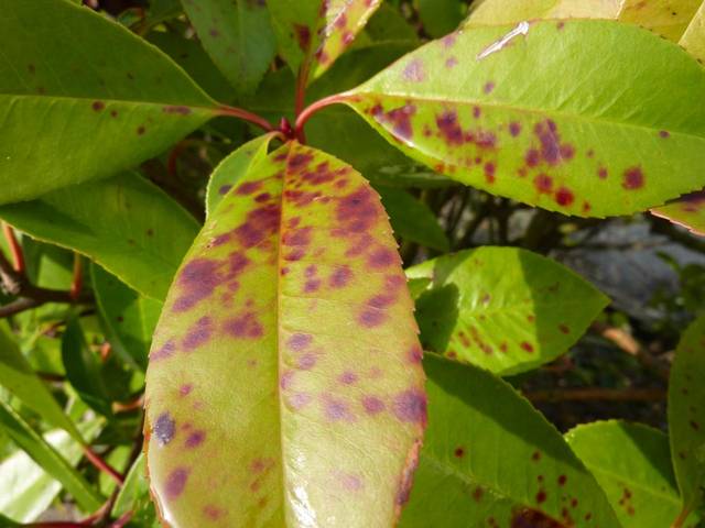 Entomosporiose sur Photinia