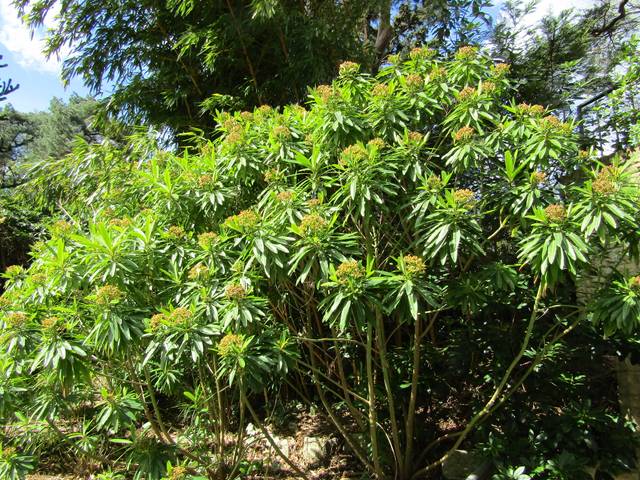 Euphorbia mellifera, euphorbe mellifère