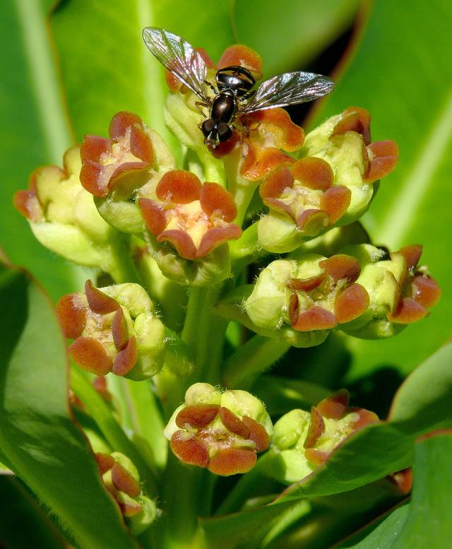 Fleurs de Euphorbia mellifera