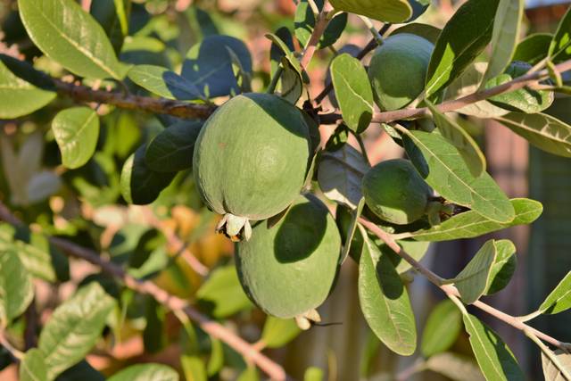 Feijoa (fruits) - acca sellowiana