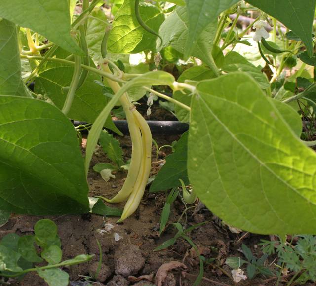 Haricots beurre au potager