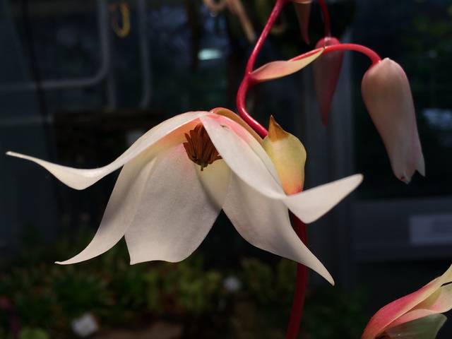 Heliamphora nutans : fleur épanouie vue d'en dessous