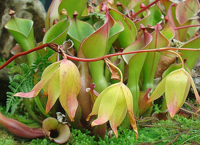 Heliamphora nutans : fleurs