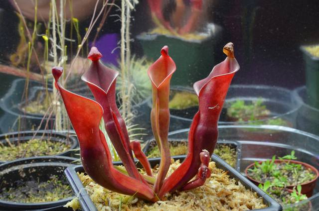 Heliamphora nutans 'Giant'