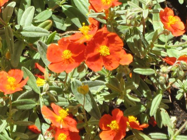 Hélianthème rouge (Helianthemum 'Henfield Brilliant')