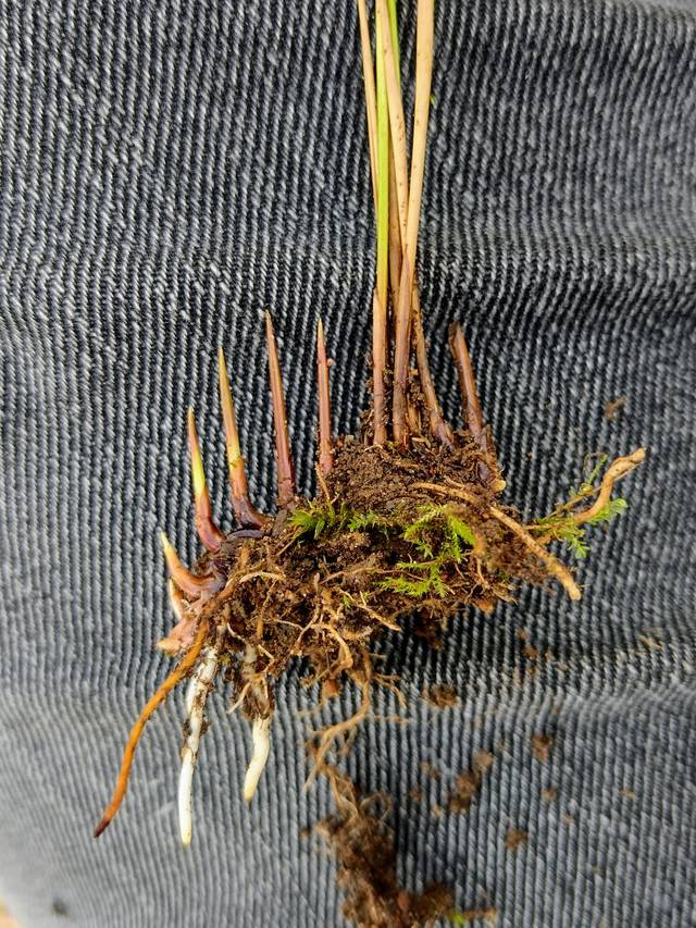 Rhizome traçant de Juncus filiformis