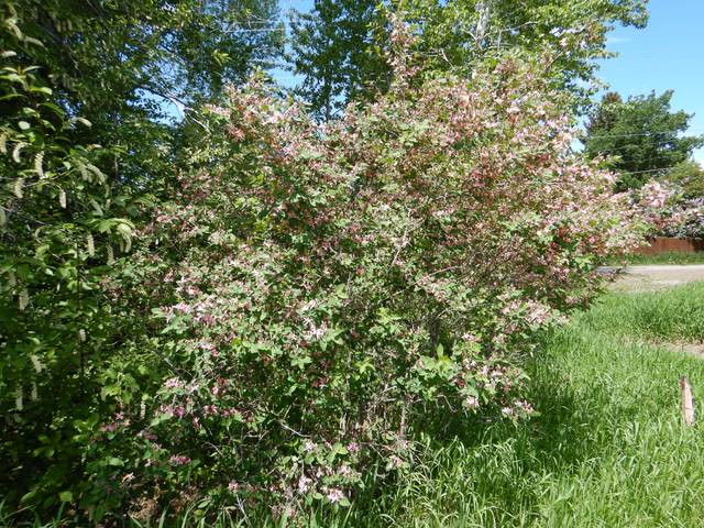 Lonicera tatarica, chèvrefeuille de Tartarie