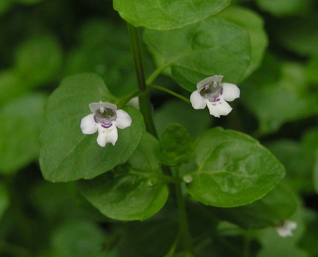 Menthe de Corse : fleurs et feuilles