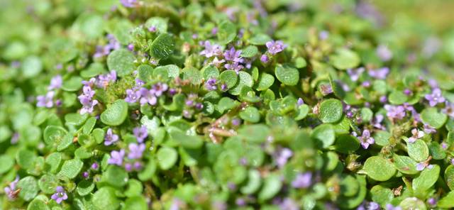 Menthe corse, Mentha requienii
