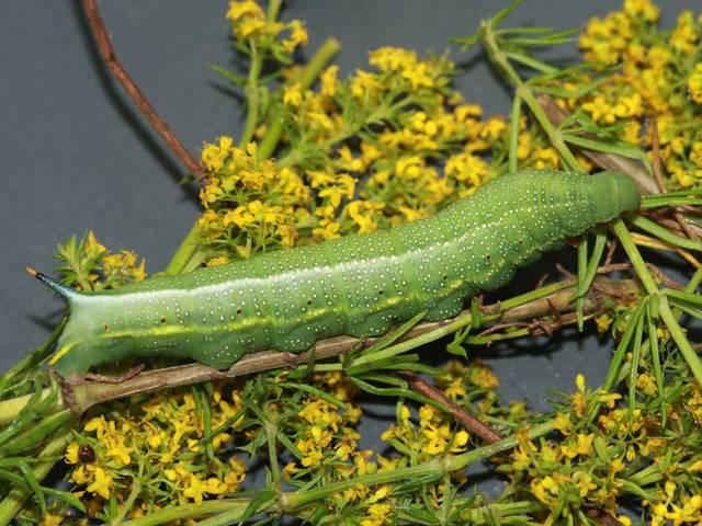 Chenille de moro-sphinx