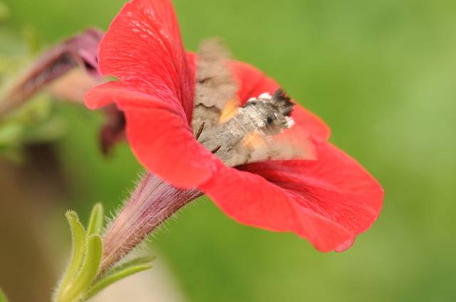 Moro-sphinx butinant un pétunia