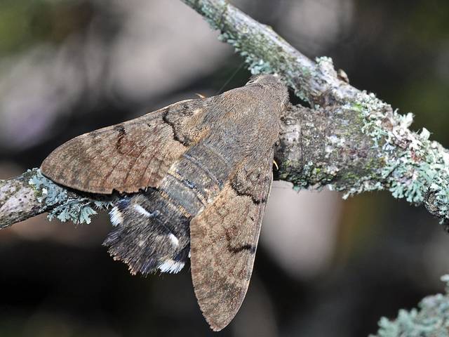 Moro-sphinx au repos