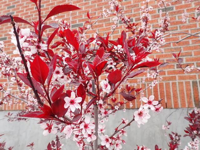 Prunus cistena, prunier des sables : fleurs et jeunes feuilles