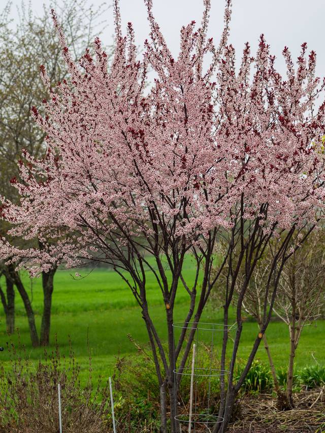 Prunus cistena au printemps