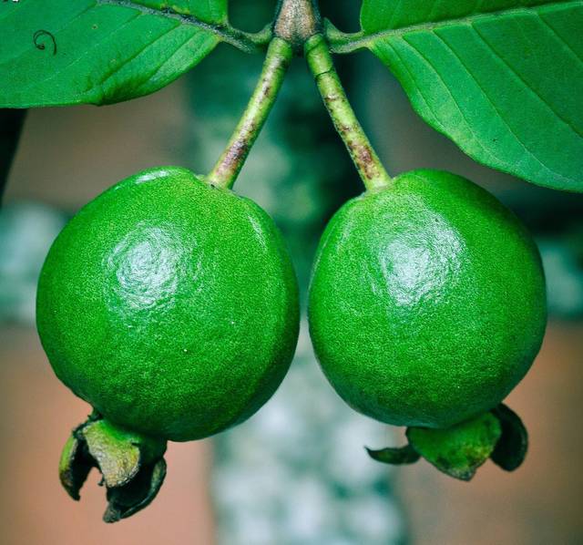 Psidium ou goyavier