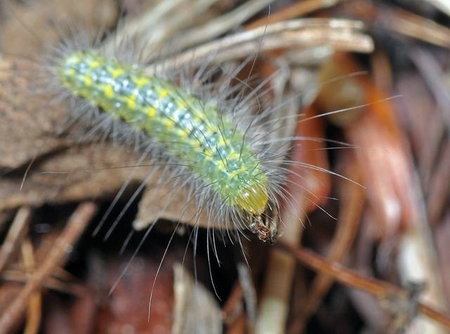 Chenille de ptérophore blanc