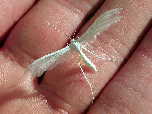 Ptérophore blanc