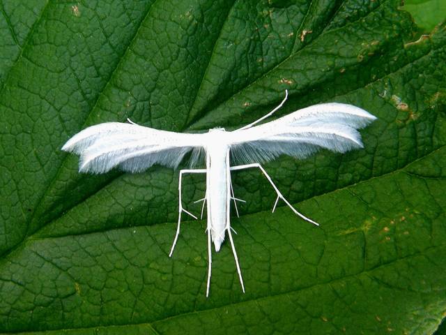 Ptérophore blanc
