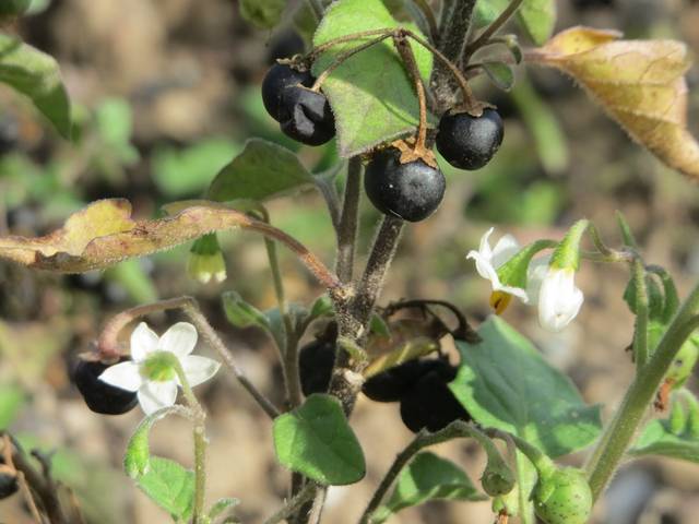 Solanum nigrum, morelle noire - Andreas Rockstein / flickr.com