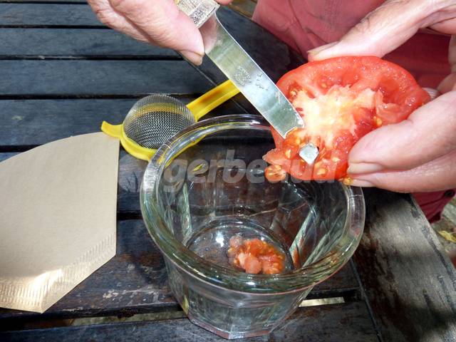 Récoltez vos graines de tomates