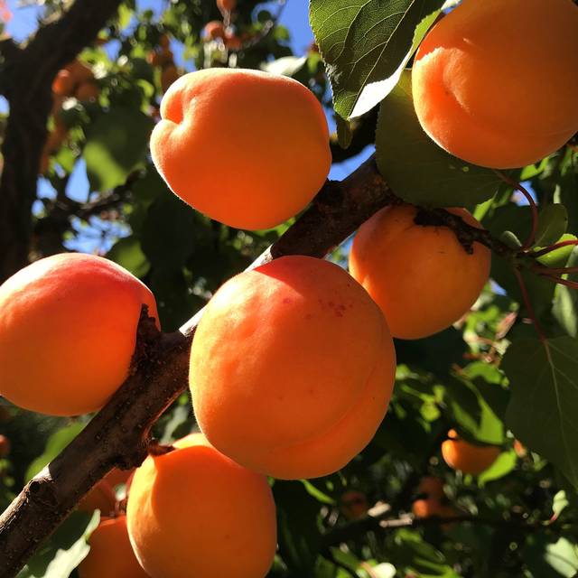 Abricotier 'Pêche de Nancy' (Niceda Chavez Atencia / Pixabay)