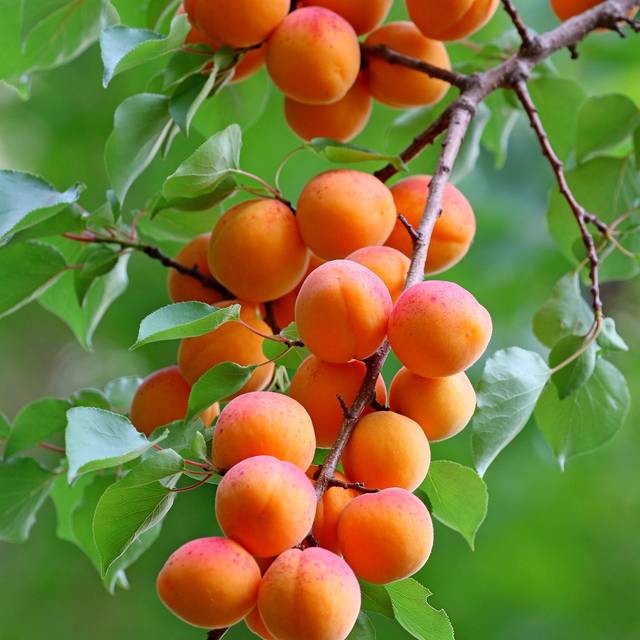 Abricotier 'Rouge du Roussillon' (manseok Kim / Pixabay)