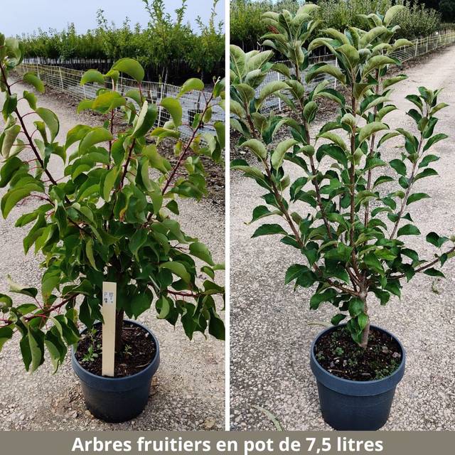 Arbres fruitiers livrés en pot de 7,5 litres