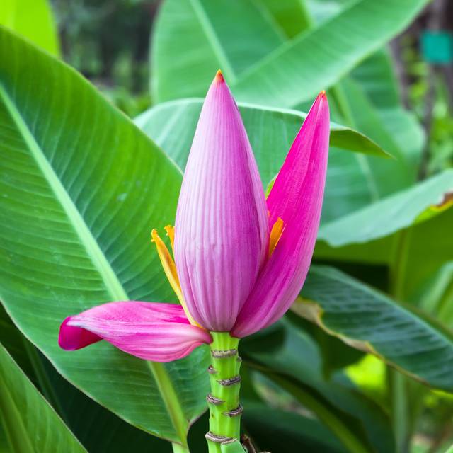 Bananier rose (Musa velutina) (Narin / Adobe Stock)