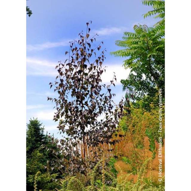 Betula Crimson Frost - couronne (Hortival Diffusion)