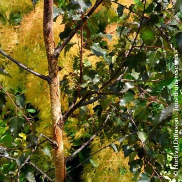 Betula Crimson Frost - écorce et feuillage (Hortival Diffusion)