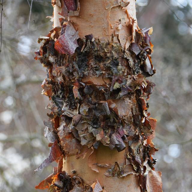 Betula nigra - écorce (Lotus Johnson / flickr.com)