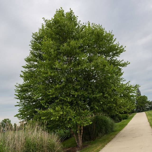 Betula nigra - arbre (F. D. Richards / flickr.com)