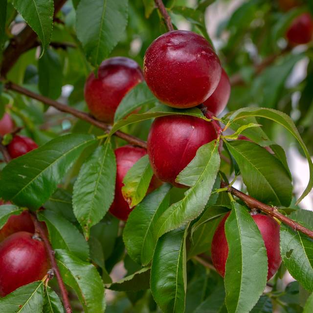 Brugnon Nectarose b (Iva / Adobe Stock)