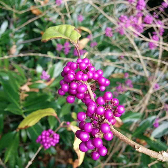 Callicarpa Profusion - baies (J-in-uk / flickr.com)