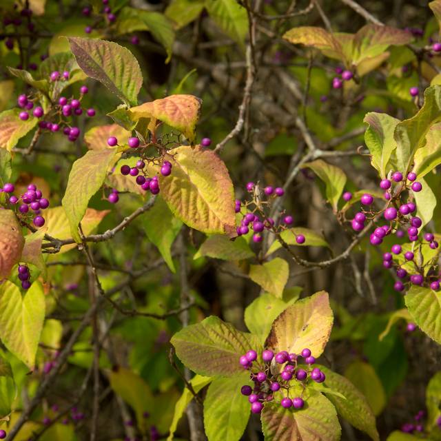 Callicarpa Profusion - baies et feuillage d'automne (Puddin Tain / flickr.com)