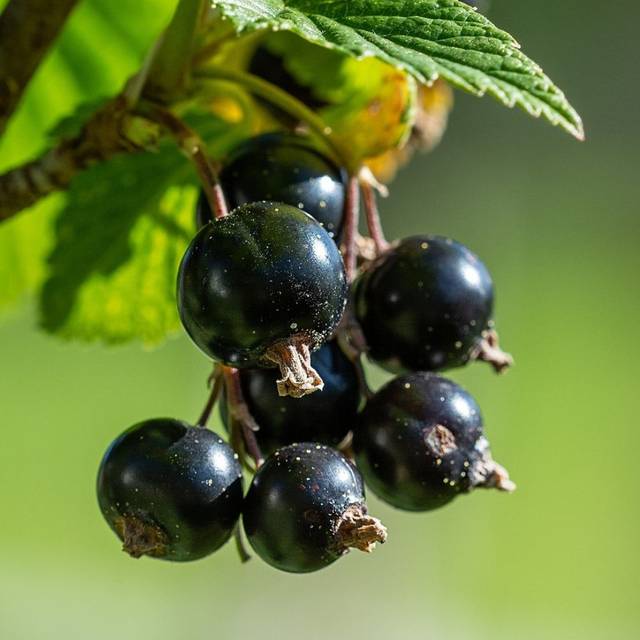 Cassis Géant de Boskoop (Petra / Pixabay)