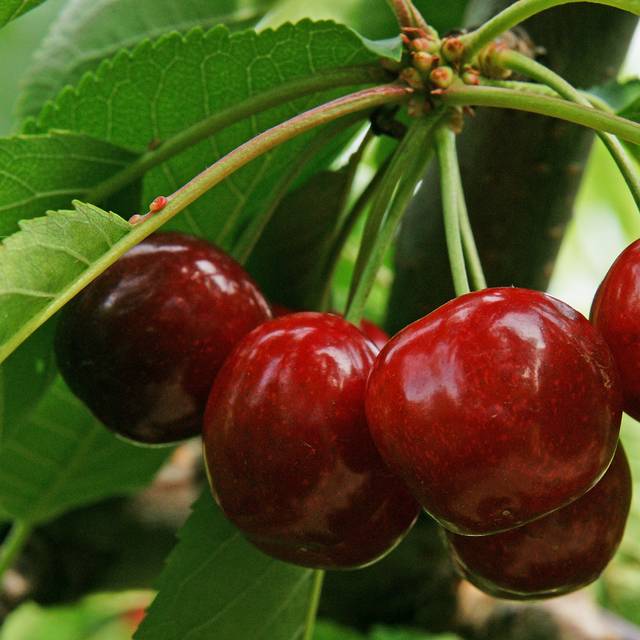 Cerises Burlat (Picture news / Adobe Stock)