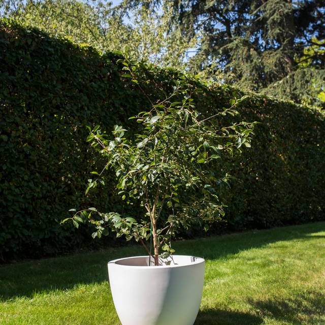 Cerisier Cherry Baby - en pot (S. Jarry / Verdia)