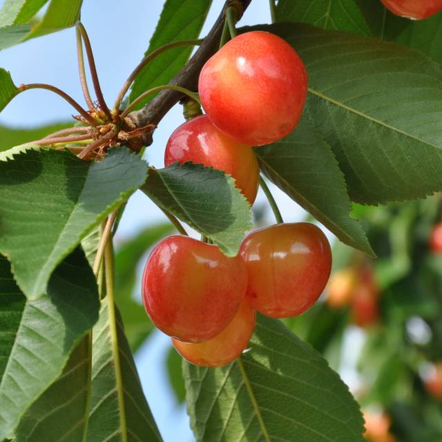 Cerisier Napoleon - fruits (Jean-Marie Polese / Adobe Stock)