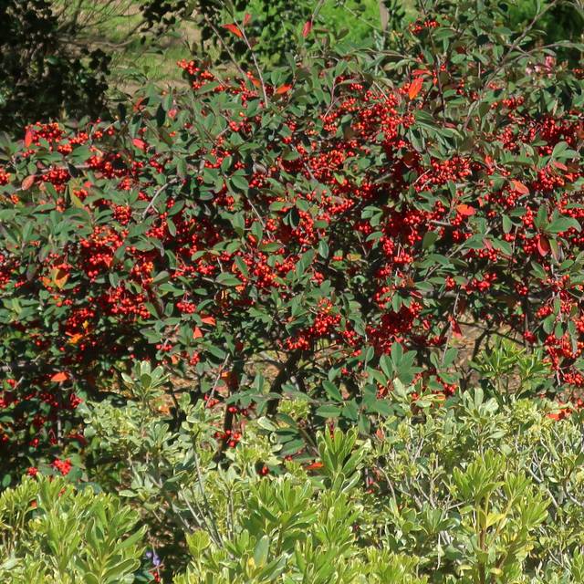Cotoneaster lacteus - arbuste (cultivar413 / flickr.com)