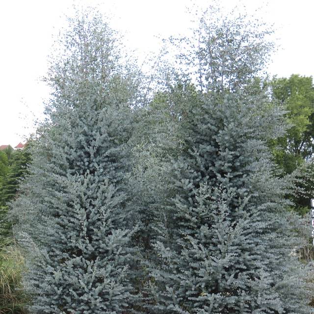 Eucalyptus Azura - allure générale de l'arbuste (Globe Planter)
