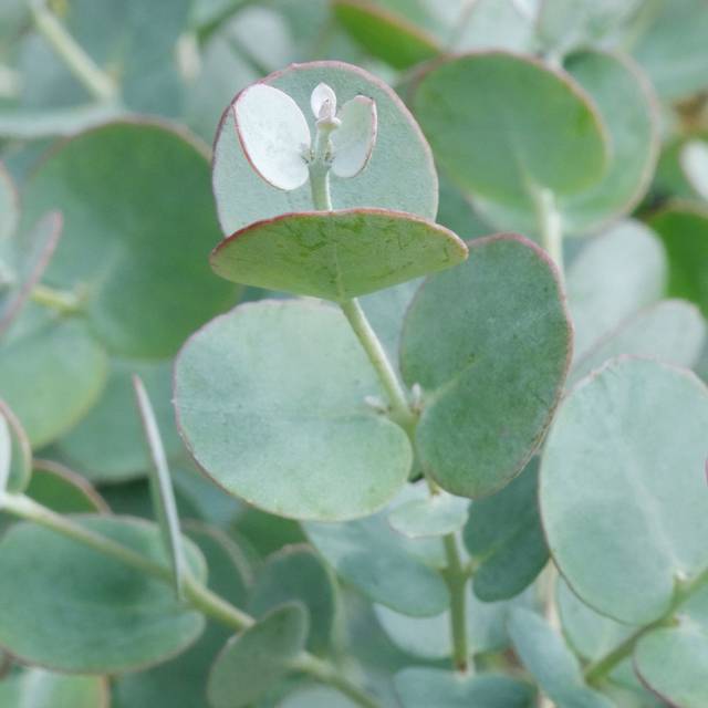 Eucalyptus Azura - gros plan feuillage (Globe Planter)
