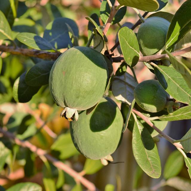 Feijoa (fruits) (elesco16 / Adobe Stock)