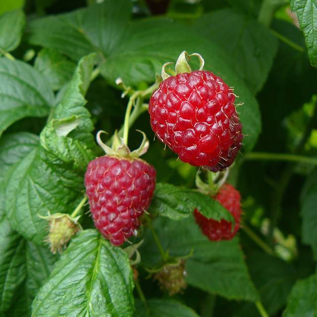 Framboisier 'Heritage' - Conteneur 3 Litres, Plante Française, Fruits Rouges Sucrés De Juillet à Octobre