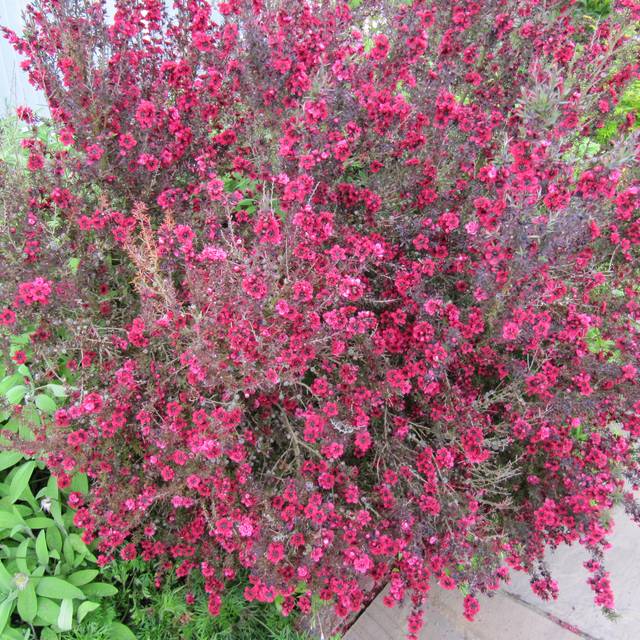 Leptospermum scoparium 'Red Damask' (Leonora (Ellie) Enking / flickr.com)