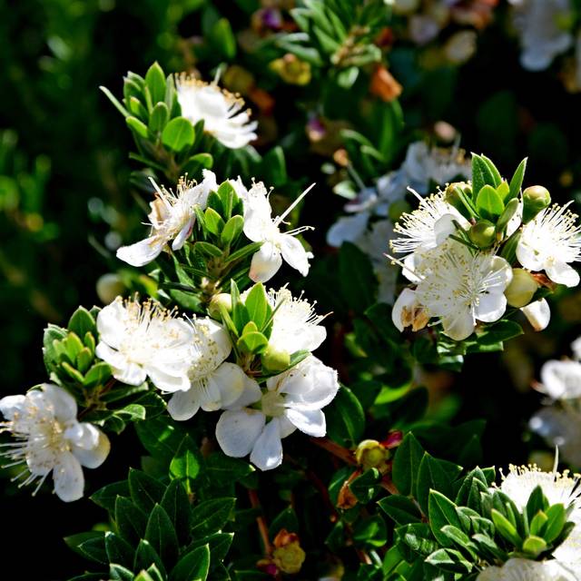 Myrtus communis Tarentina - floraison (Krzysztof Golik / Wikimedia)