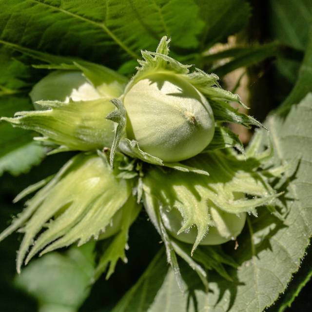 Noisetier Merveille de Bollwiller (Myriams-Fotos / Pixabay)